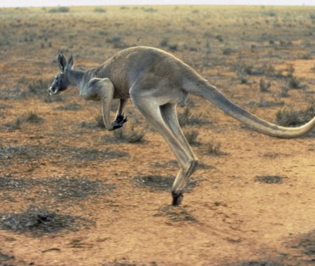 Kindness for Australia